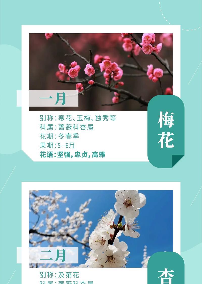 最美的花有哪些？它们的花语分别是什么？