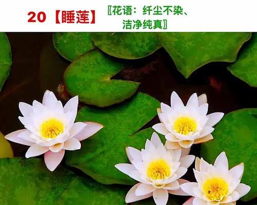 最美的花有哪些？它们的花语分别是什么？