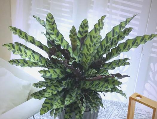 猫眼竹芋的花语是什么？猫眼竹芋代表什么？