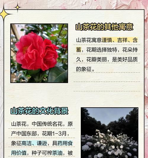 花语如何表达美丽？美丽的花有哪些花语？
