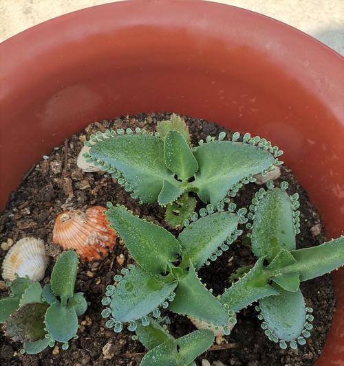 落地生根的花语是什么？落地生根象征着什么？