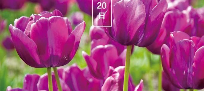 郁金香的花语是什么？郁金香象征着什么？