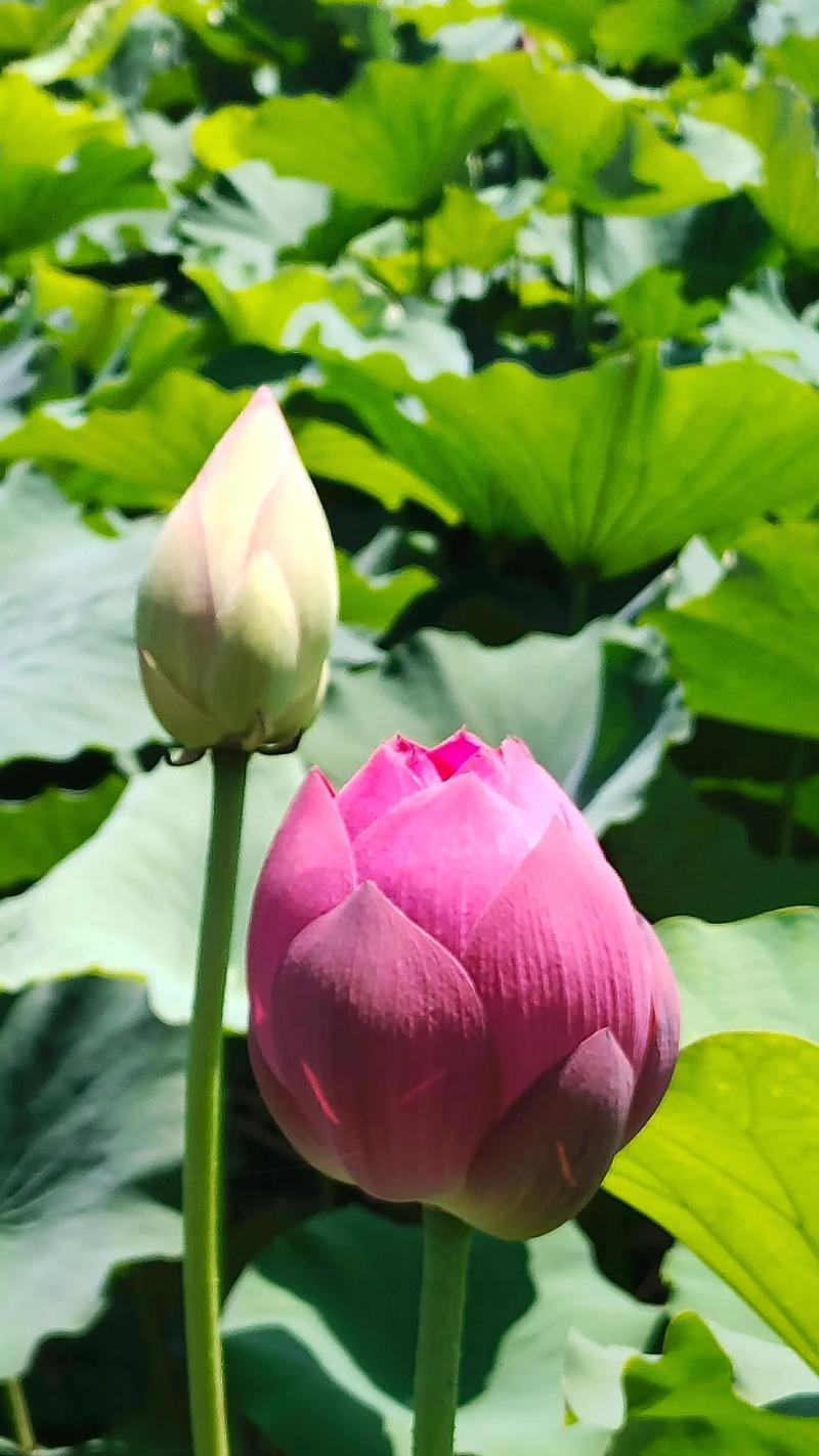 莲的花语是什么？莲象征着什么？