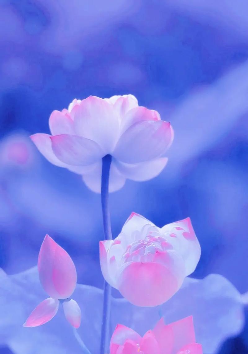 莲的花语是什么？莲象征着什么？