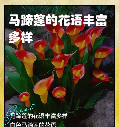 莲的花语是什么？莲象征着什么？