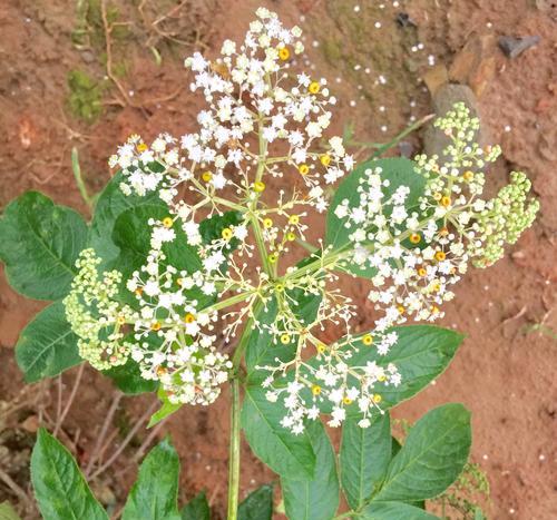 接骨木花的花语代表什么？接骨木花象征着什么？