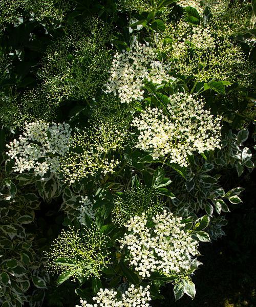 接骨木花的花语代表什么？接骨木花象征着什么？