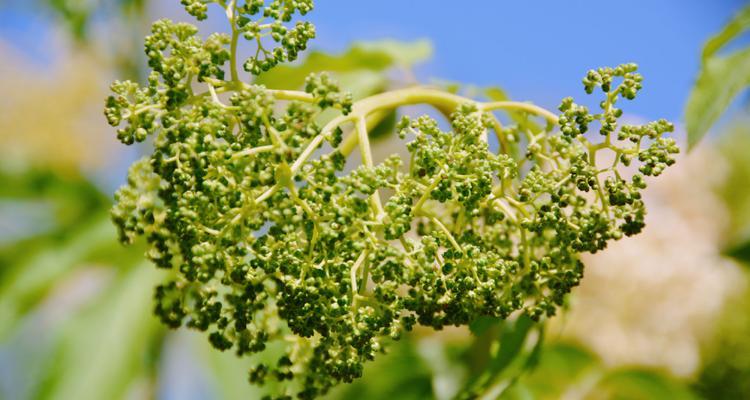 接骨木花的花语代表什么？接骨木花象征着什么？