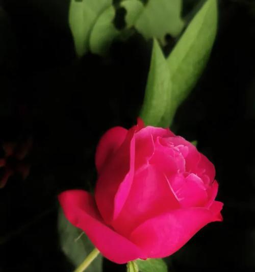 红色月季的花语有何含义？