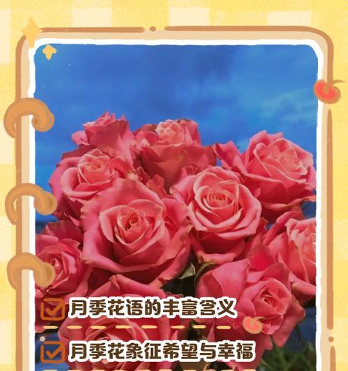 红色月季的花语有何含义？