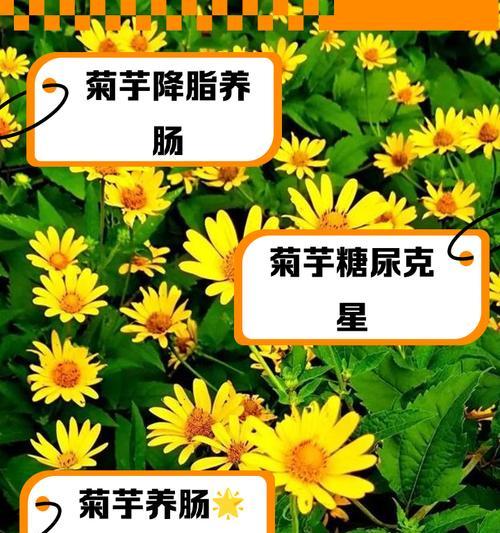 日本茵芋的花语有哪些特点？