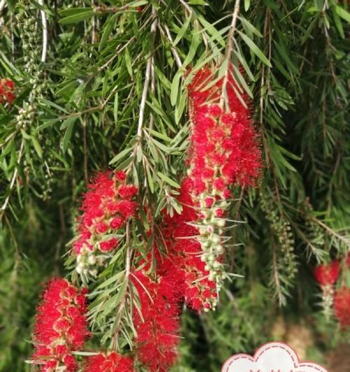 美花红千层的花语有哪些含义？