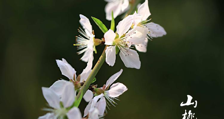 日本早樱的花语有何寓意？