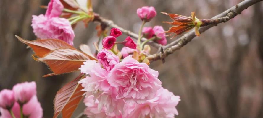 日本早樱的花语有何寓意？