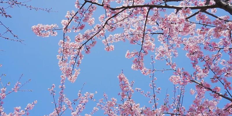 日本早樱的花语有何寓意？