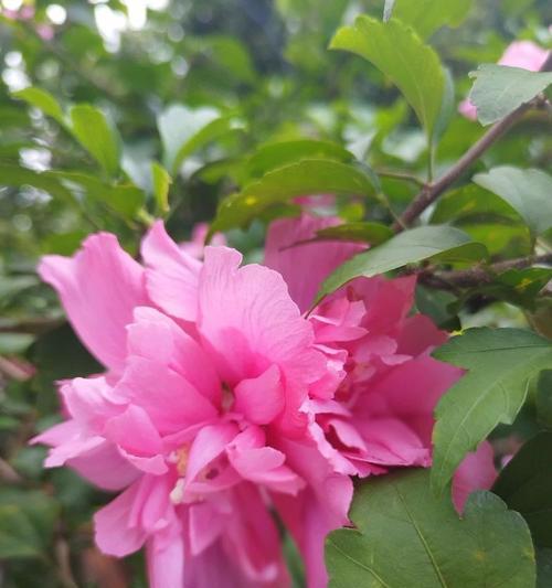 粉色木槿花的花语有哪些？