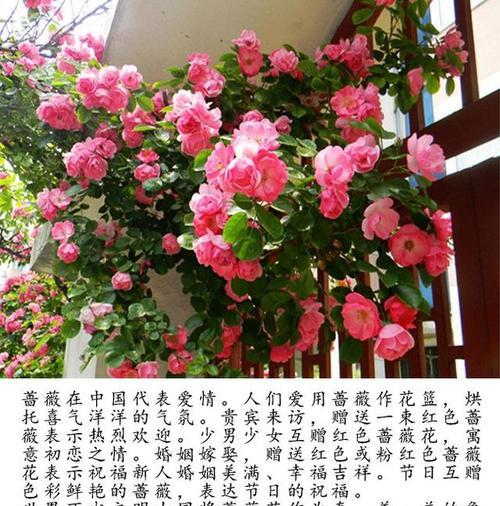 红蔷薇的花语有哪些特点？