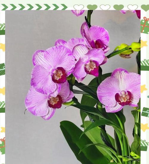红蝴蝶兰的花语有何含义？
