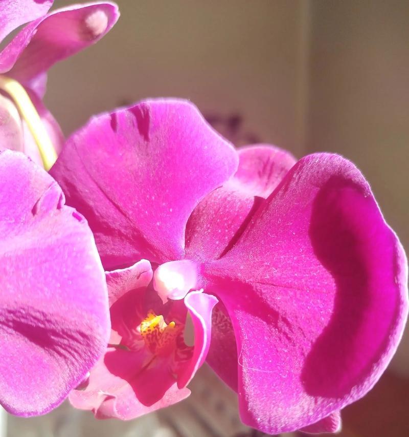 红蝴蝶兰的花语有何含义？