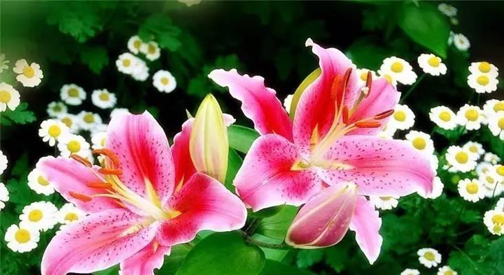 粉色木兰的花语有哪些特点？