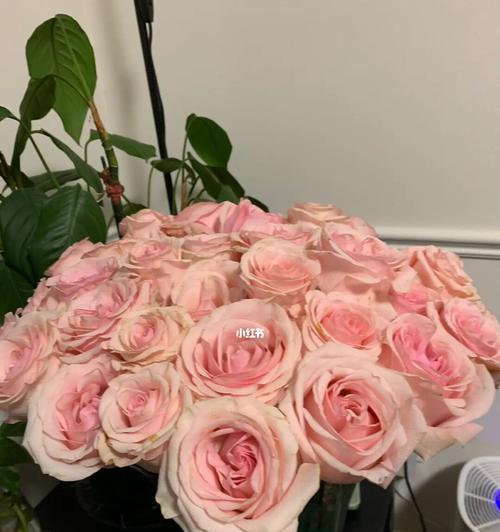 粉色木兰的花语有哪些特点？