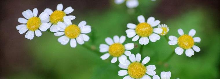 绿色植物的花语通常代表什么？