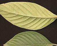 玉叶金花的花语有何深意？