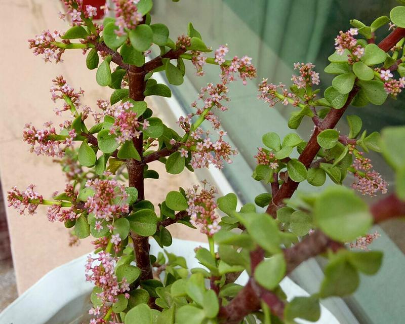 玉叶金花的花语有何深意？