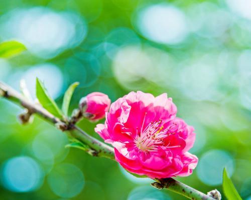 粉色梅花的花语代表了什么？