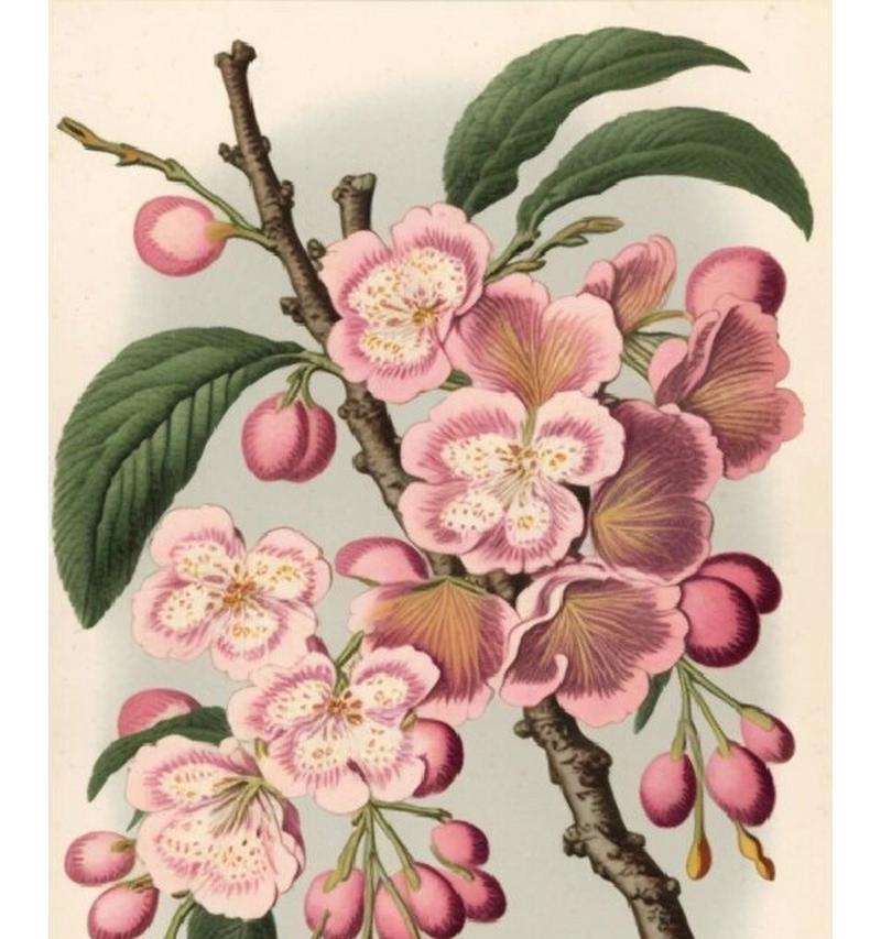 粉色梅花的花语代表了什么？