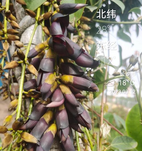 常春油麻藤的花语能传达什么？