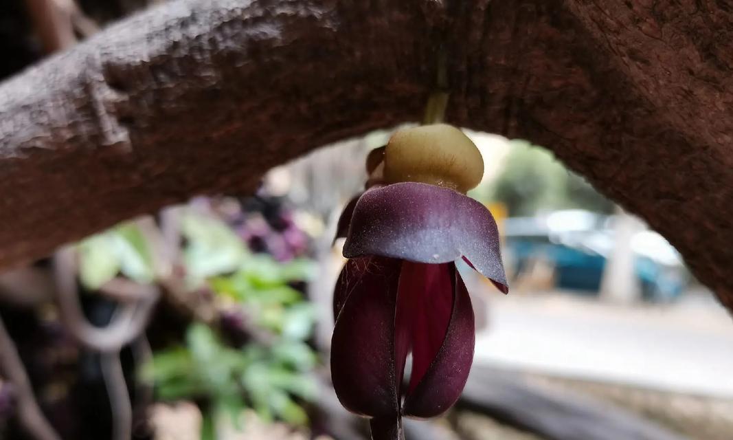 常春油麻藤的花语能传达什么？