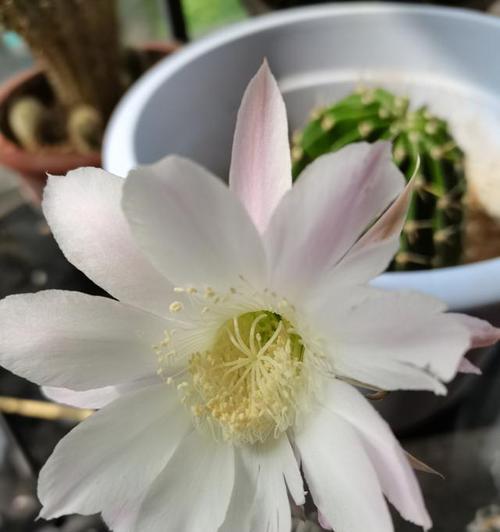 白鸟仙人球的花语有哪些特点？