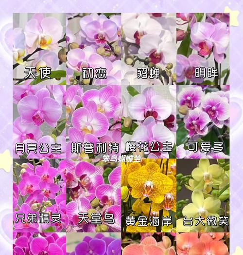 条点蝴蝶兰的花语有何寓意？