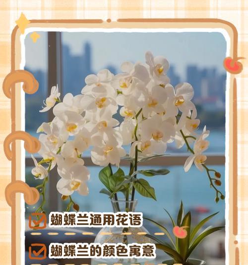 条点蝴蝶兰的花语有何寓意？