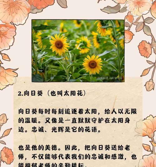 口红吊兰的花语能表达什么？