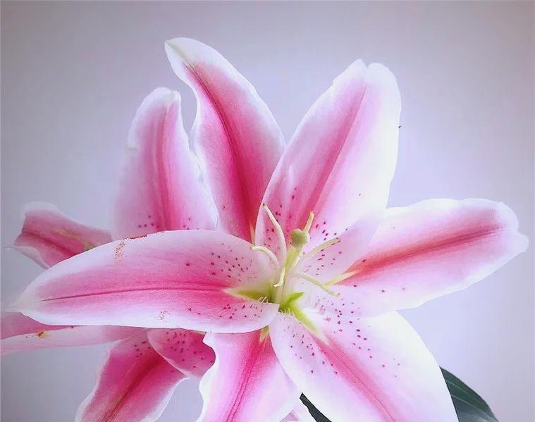 索尔邦百合花语是什么？如何表达爱意？