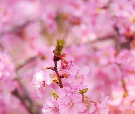 樱花的花语代表什么？如何用樱花表达情感？