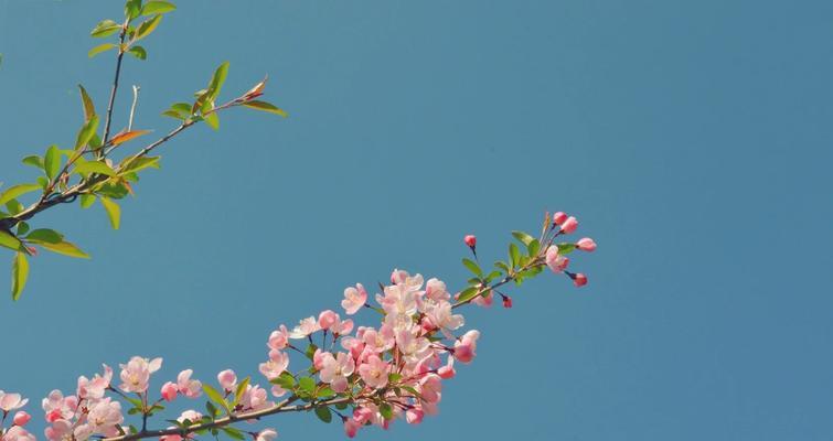 樱花的花语代表什么？如何用樱花表达情感？