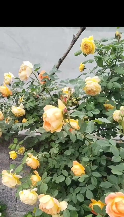蔷薇花的花语是什么？如何用蔷薇花表达爱？