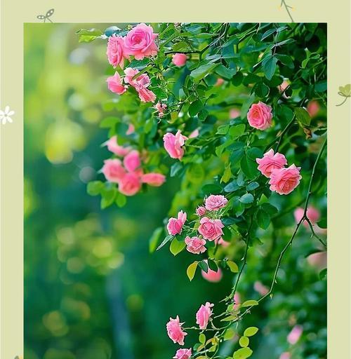 蔷薇花的花语是什么？如何用蔷薇花表达爱？