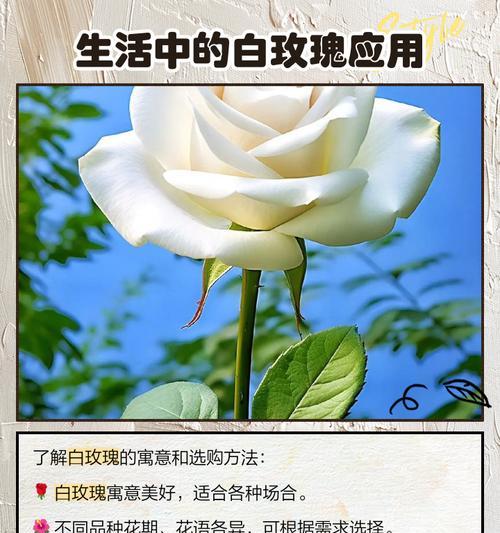 玫瑰花语中朵数代表什么？如何选择玫瑰表达情感？
