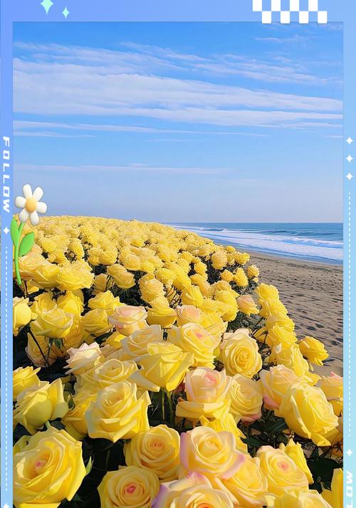 玫瑰花语中朵数代表什么？如何选择玫瑰表达情感？