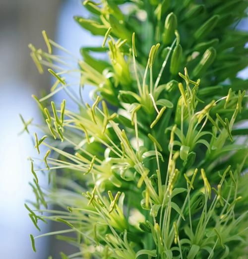 龙舌兰的花语是什么？如何用龙舌兰花表达情感？