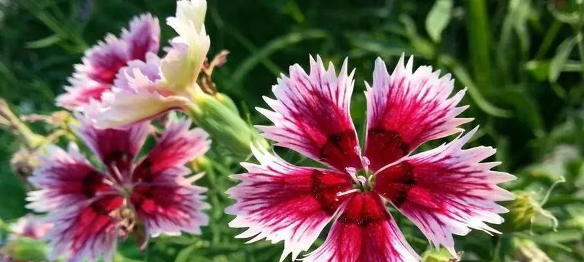 美国石竹的花语是什么？如何用石竹花表达情感？
