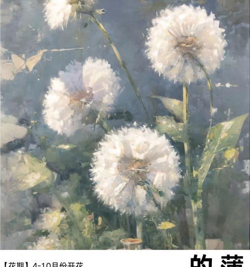 彩色蒲公英的花语是什么？如何用蒲公英表达愿望？