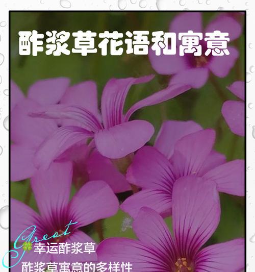 紫花酢浆草的花语有何特别之处？如何用酢浆草表达情感？