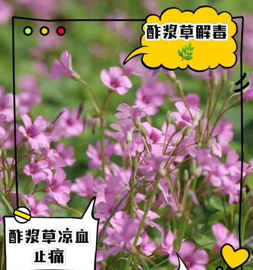 紫花酢浆草的花语有何特别之处？如何用酢浆草表达情感？