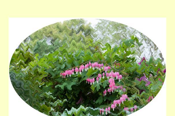 鱼儿牡丹的花语是什么？如何用鱼儿牡丹表达祝福？