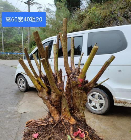 映山红盆景的花语是什么？如何用映山红表达爱意？